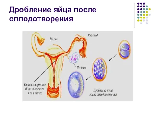 Дробление яйца после оплодотворения