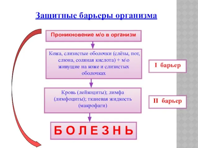 Проникновение м/о в организм Кожа, слизистые оболочки (слёзы, пот, слюна, соляная