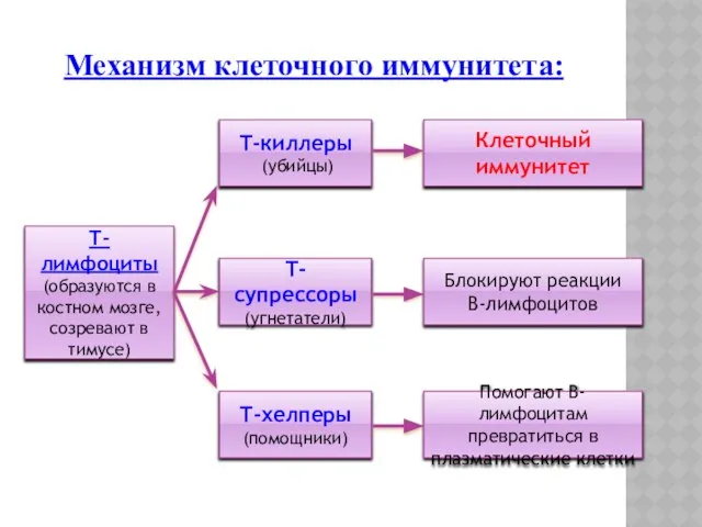 Механизм клеточного иммунитета: