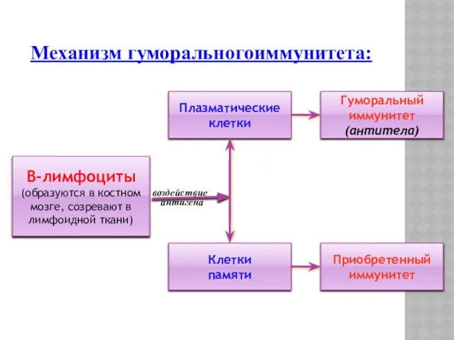 Механизм гуморальногоиммунитета: