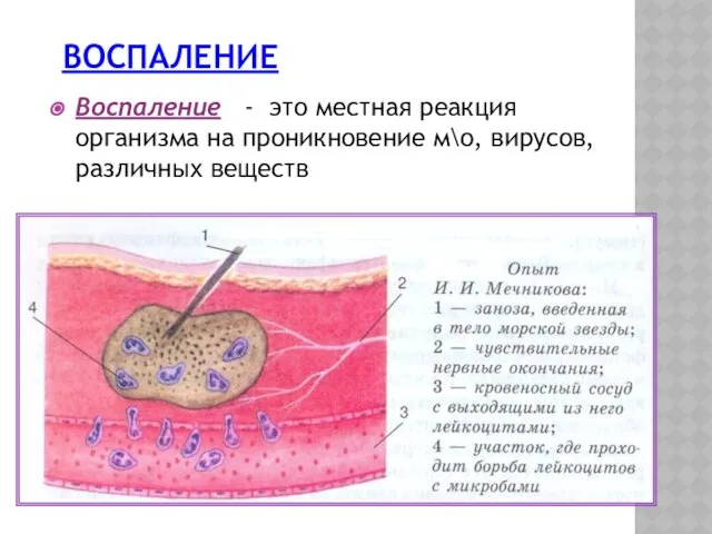 ВОСПАЛЕНИЕ Воспаление - это местная реакция организма на проникновение м\о, вирусов, различных веществ