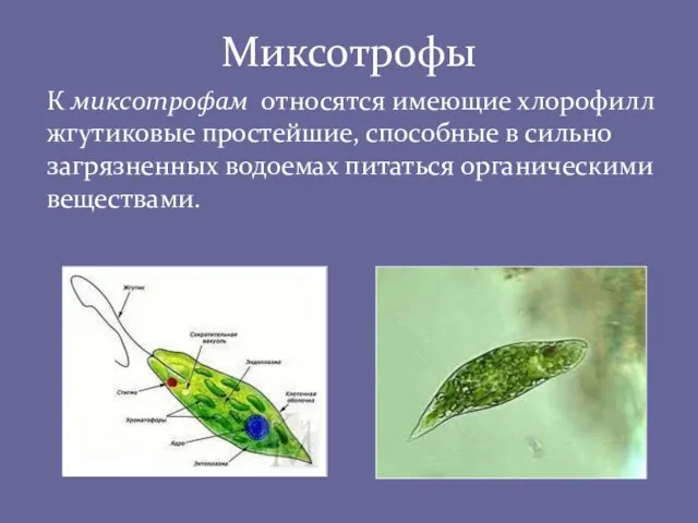 Миксотрофы К миксотрофам относятся имеющие хлорофилл жгутиковые простейшие, способные в сильно загрязненных водоемах питаться органическими веществами.