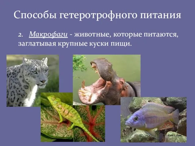 Способы гетеротрофного питания 2. Макрофаги - животные, которые питаются, заглатывая крупные куски пищи.