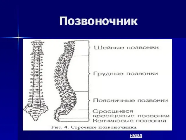 Позвоночник назад