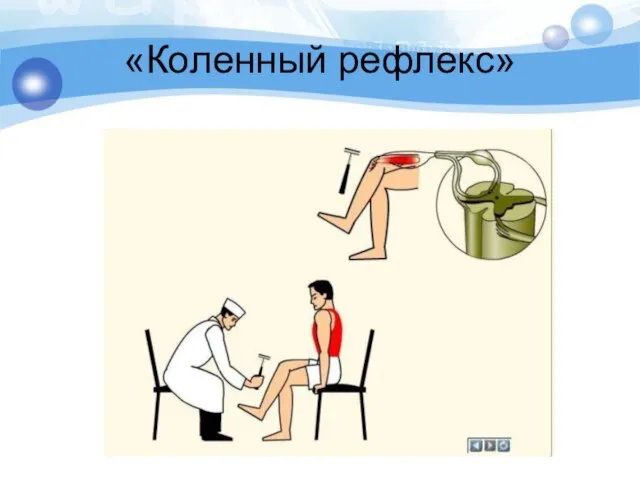 «Коленный рефлекс»