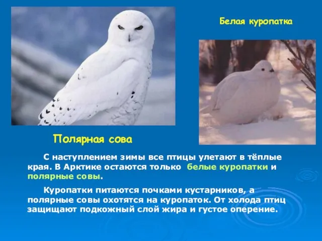 Полярная сова Белая куропатка С наступлением зимы все птицы улетают в