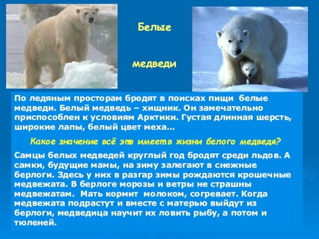 Белые медведи По ледяным просторам бродят в поисках пищи белые медведи.