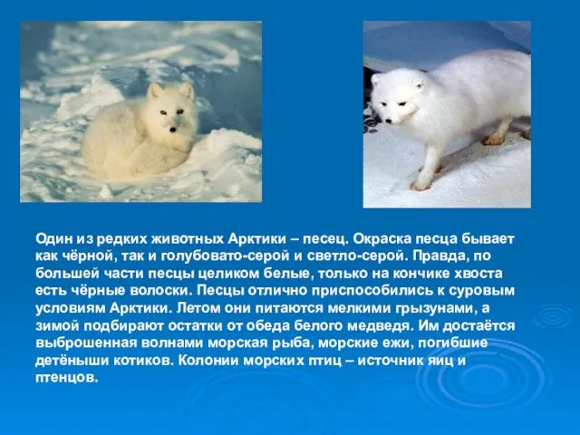 Один из редких животных Арктики – песец. Окраска песца бывает как