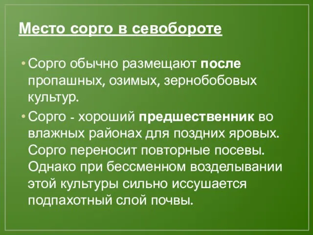 Место сорго в севобороте Сорго обычно размещают после пропашных, озимых, зернобобовых