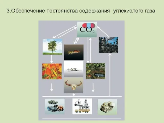 3.Обеспечение постоянства содержания углекислого газа