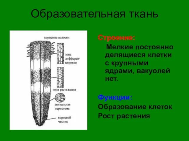 Образовательная ткань Строение: Мелкие постоянно делящиеся клетки с крупными ядрами, вакуолей