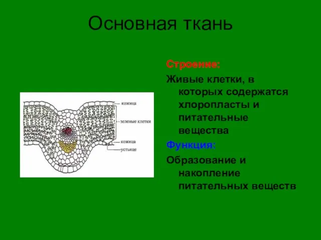 Основная ткань Строение: Живые клетки, в которых содержатся хлоропласты и питательные