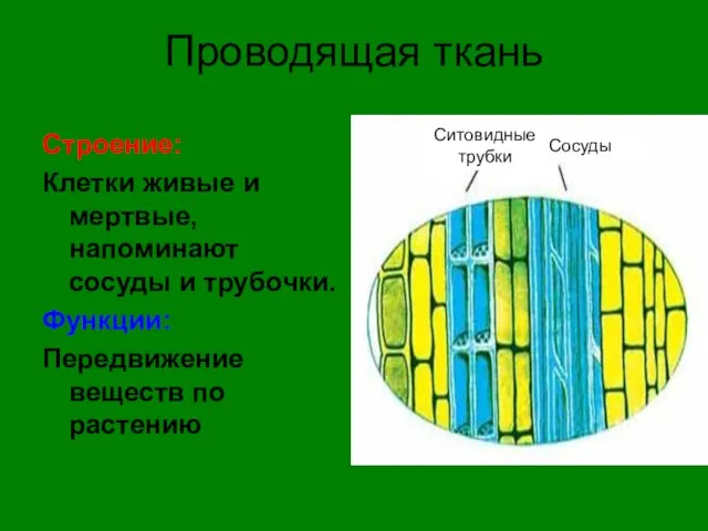 Проводящая ткань Строение: Клетки живые и мертвые, напоминают сосуды и трубочки.