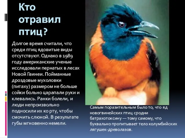 Кто отравил птиц? Долгое время считали, что среди птиц ядовитые виды