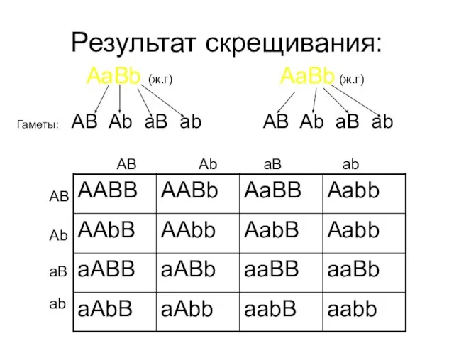 Результат скрещивания: AaBb (ж.г) AaBb (ж.г) Гаметы: AB Ab aB ab