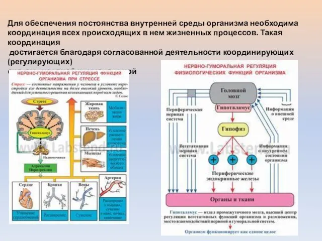 Для обеспечения постоянства внутренней среды организма необходима координация всех происходящих в