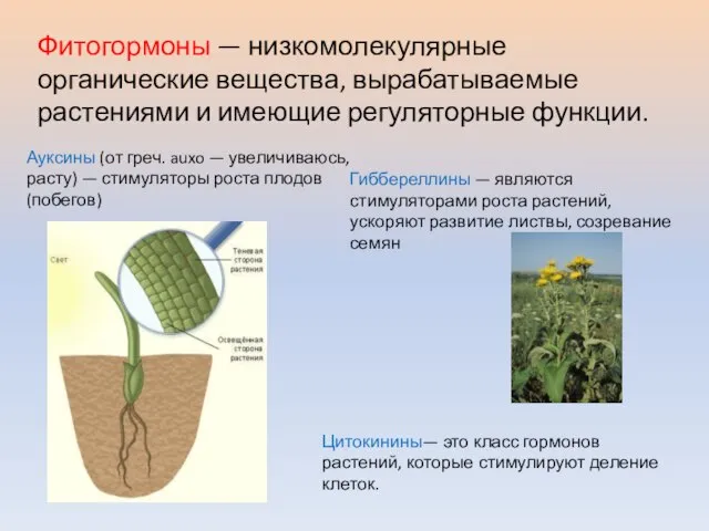 Фитогормоны — низкомолекулярные органические вещества, вырабатываемые растениями и имеющие регуляторные функции.