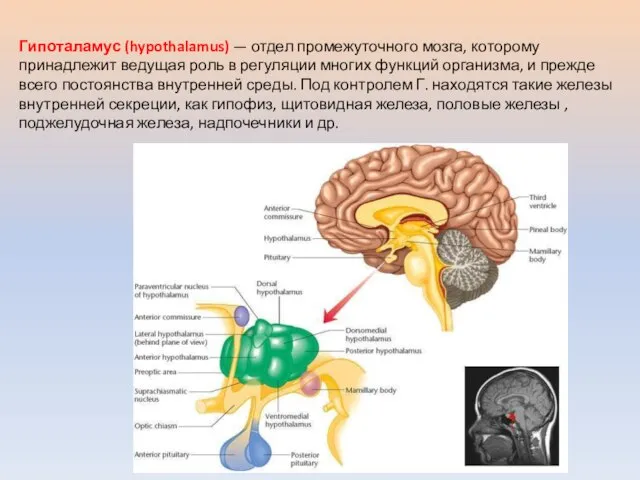 Гипоталамус (hypothalamus) — отдел промежуточного мозга, которому принадлежит ведущая роль в