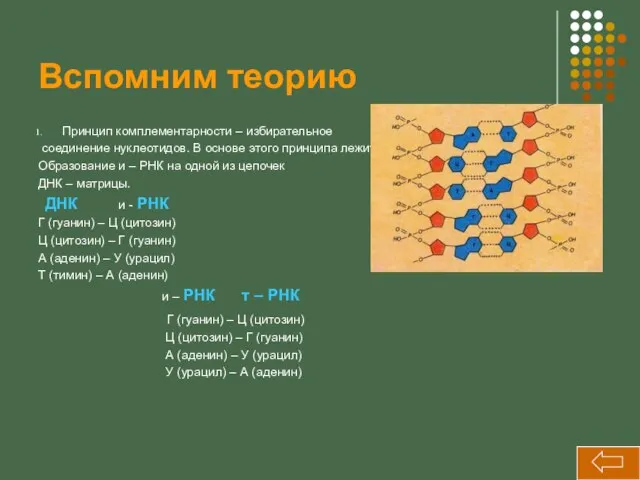 Вспомним теорию Принцип комплементарности – избирательное соединение нуклеотидов. В основе этого