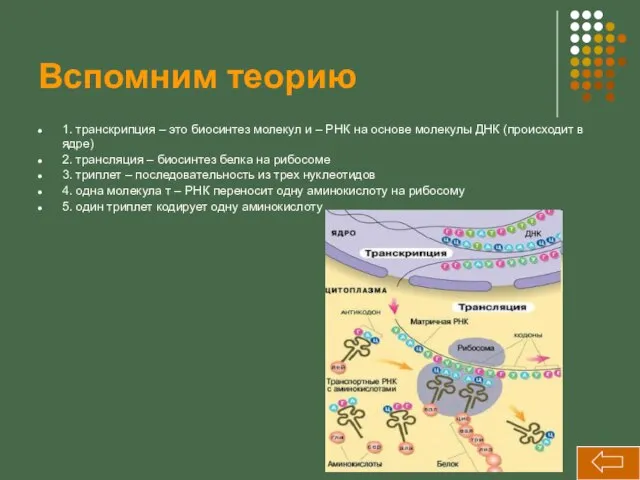 Вспомним теорию 1. транскрипция – это биосинтез молекул и – РНК