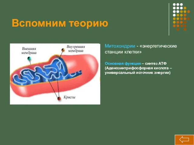 Вспомним теорию Митохондрии - «энергетические станции клетки» Основная функция – синтез