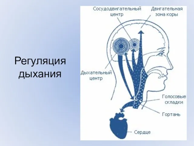 Регуляция дыхания