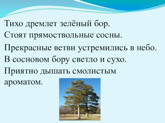 Тихо дремлет зелёный бор. Стоят прямоствольные сосны. Прекрасные ветви устремились в