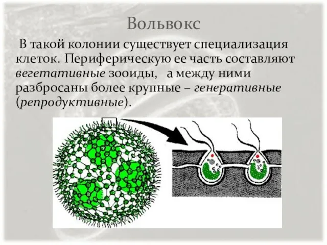 Вольвокс В такой колонии существует специализация клеток. Периферическую ее часть составляют