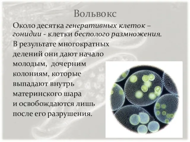 Вольвокс Около десятка генеративных клеток – гонидии - клетки бесполого размножения.