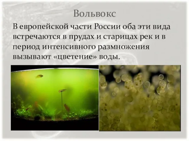 Вольвокс В европейской части России оба эти вида встречаются в прудах