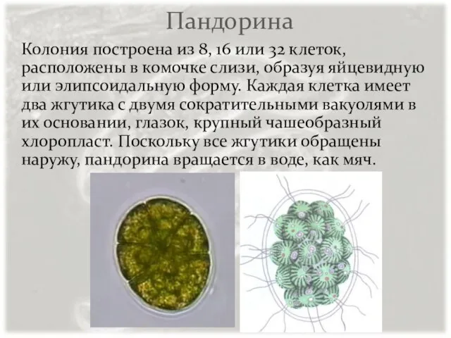 Пандорина Колония построена из 8, 16 или 32 клеток, расположены в