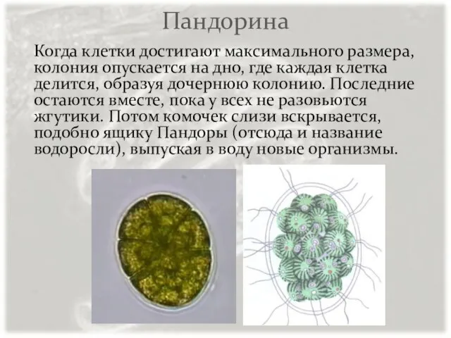 Пандорина Когда клетки достигают максимального размера, колония опускается на дно, где