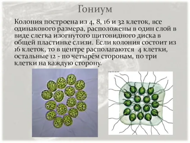 Гониум Колония построена из 4, 8, 16 и 32 клеток, все