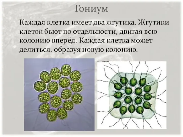 Гониум Каждая клетка имеет два жгутика. Жгутики клеток бьют по отдельности,