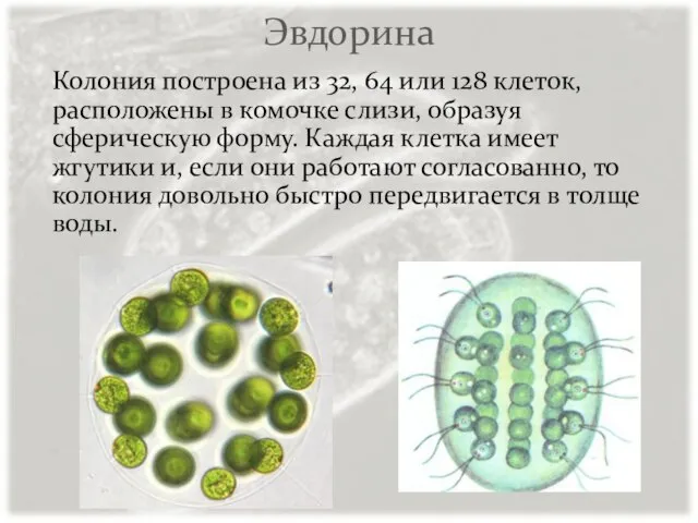 Эвдорина Колония построена из 32, 64 или 128 клеток, расположены в