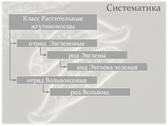 Систематика отряд Эвгленовые отряд Вольвоксовые Класс Растительные жгутиконосцы род Эвглены вид Эвглена зеленая род Вольвокс