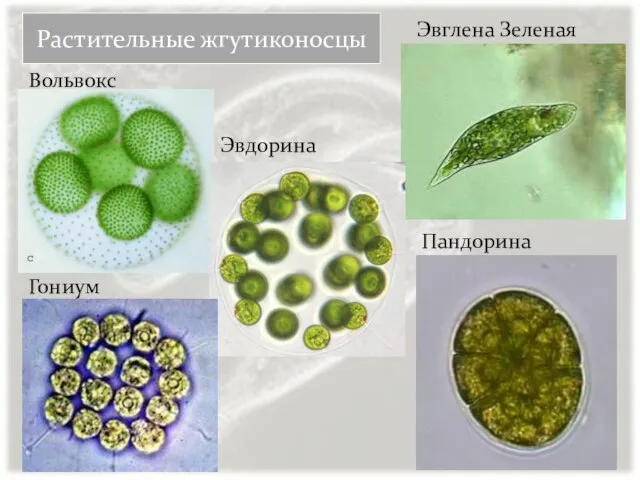 Растительные жгутиконосцы