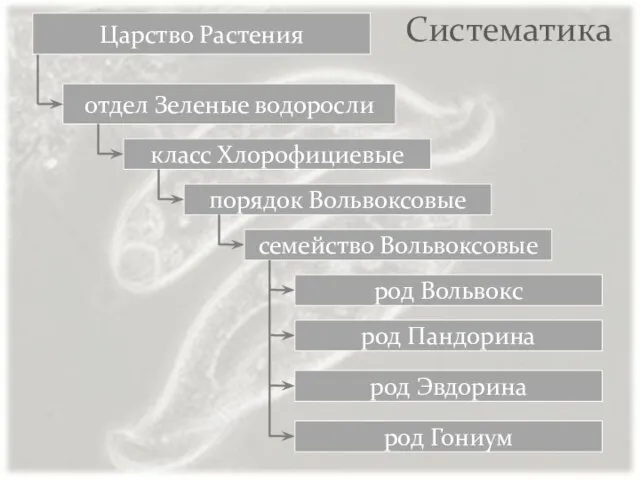 Систематика отдел Зеленые водоросли Царство Растения класс Хлорофициевые