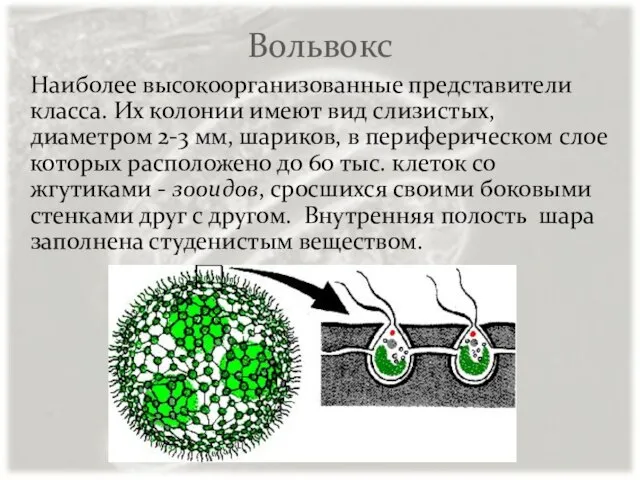 Вольвокс Наиболее высокоорганизованные представители класса. Их колонии имеют вид слизистых, диаметром