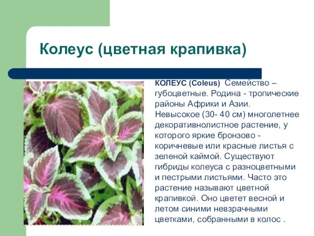 Колеус (цветная крапивка) КОЛЕУС (Coleus) Семейство – губоцветные. Родина - тропические