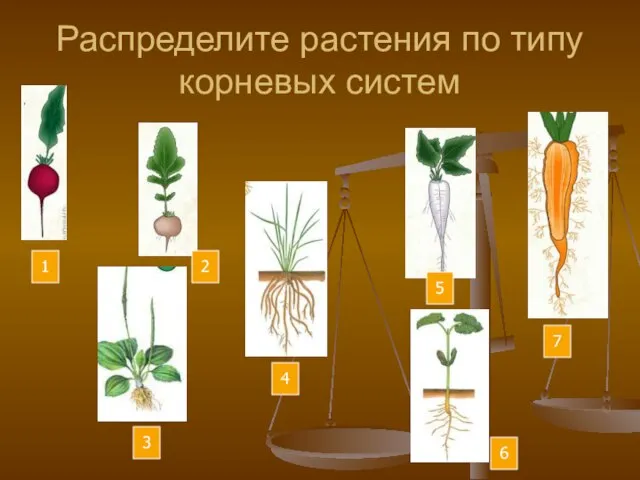 Распределите растения по типу корневых систем 1 2 3 4 6 5 7