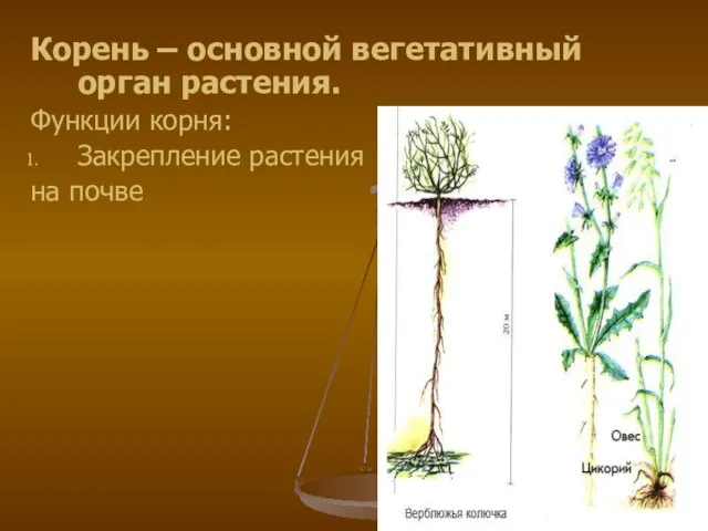 Корень – основной вегетативный орган растения. Функции корня: Закрепление растения на почве