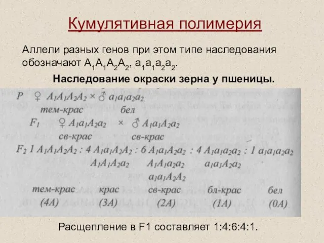 Кумулятивная полимерия Аллели разных генов при этом типе наследования обозначают А1А1А2А2,