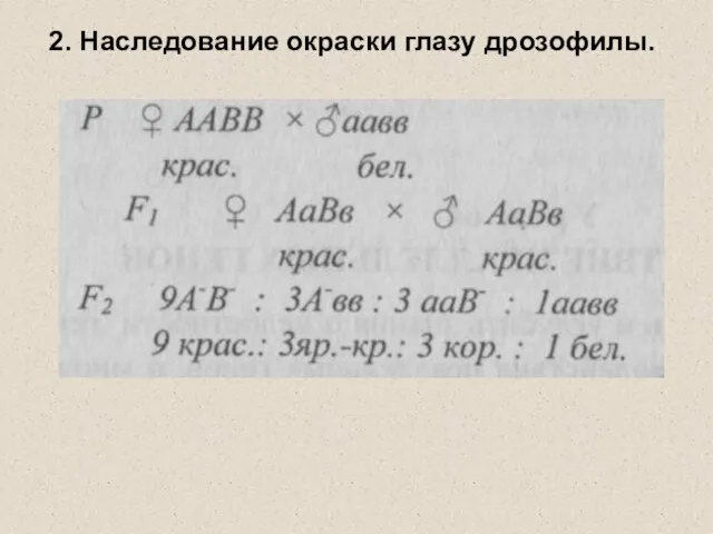 2. Наследование окраски глазу дрозофилы.