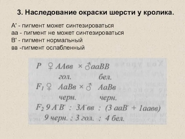 3. Наследование окраски шерсти у кролика. А' - пигмент может синтезироваться