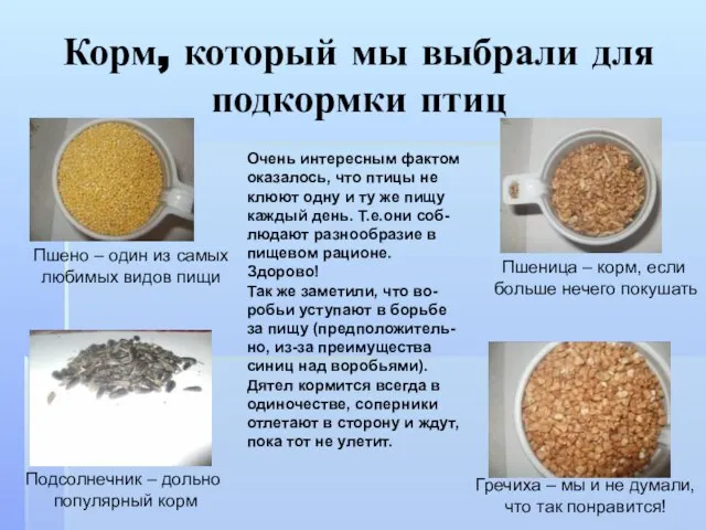 Корм, который мы выбрали для подкормки птиц Пшено – один из