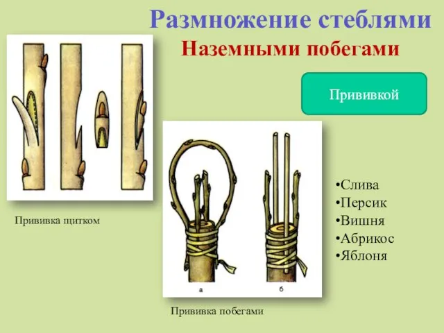 Размножение стеблями Наземными побегами Прививкой Прививка щитком Прививка побегами Слива Персик Вишня Абрикос Яблоня