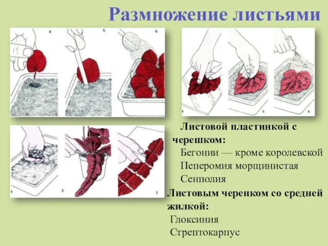 Размножение листьями Листовой пластинкой с черешком: Бегонии — кроме королевской Пеперомия