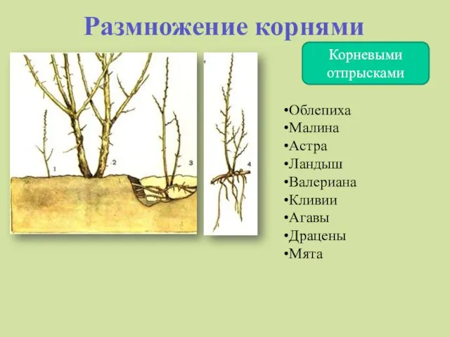 Размножение корнями Корневыми отпрысками Облепиха Малина Астра Ландыш Валериана Кливии Агавы Драцены Мята