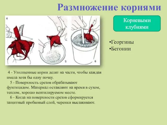 Корневыми клубнями Размножение корнями 4 - Утолщенные корни делят на части,